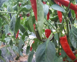 조아라펜션 텃…