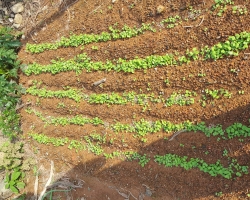 조아라펜션 텃…